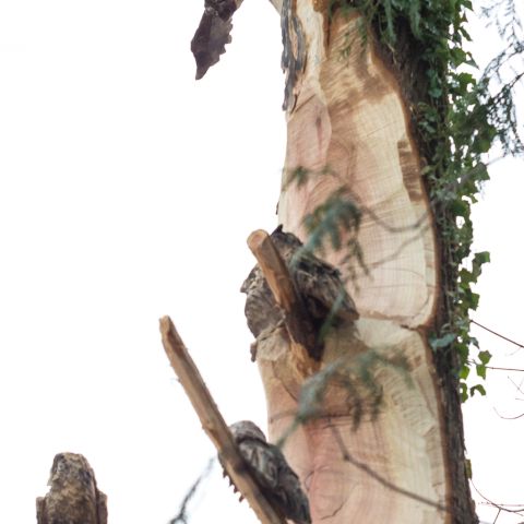 grossereulenbaum0953