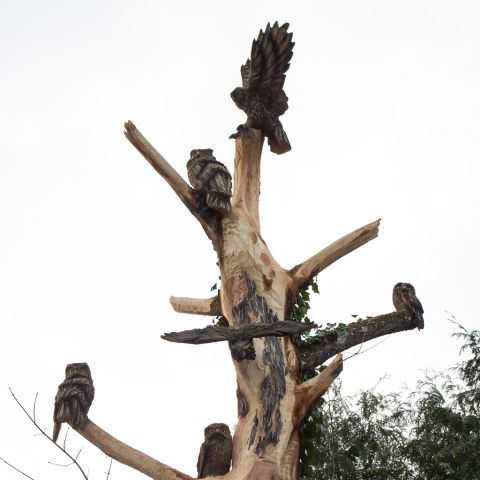grossereulenbaum0959