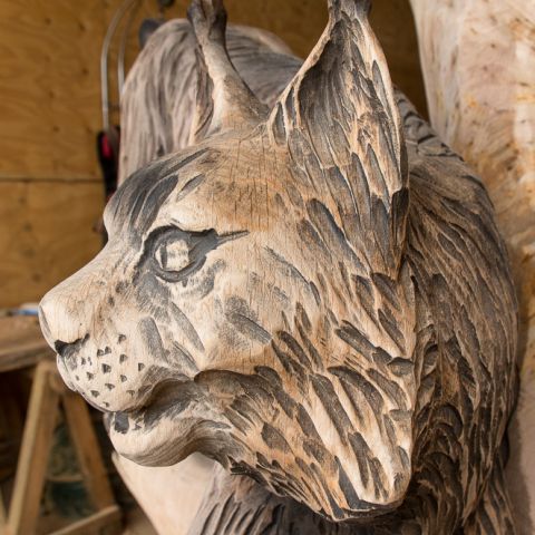 Luchs 03