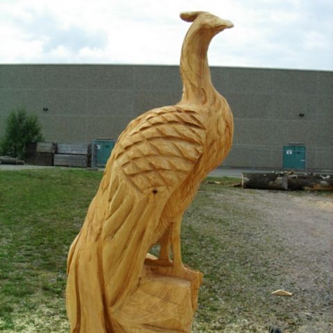 Pfau - 002