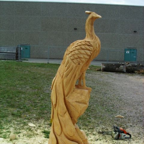 Pfau - 005
